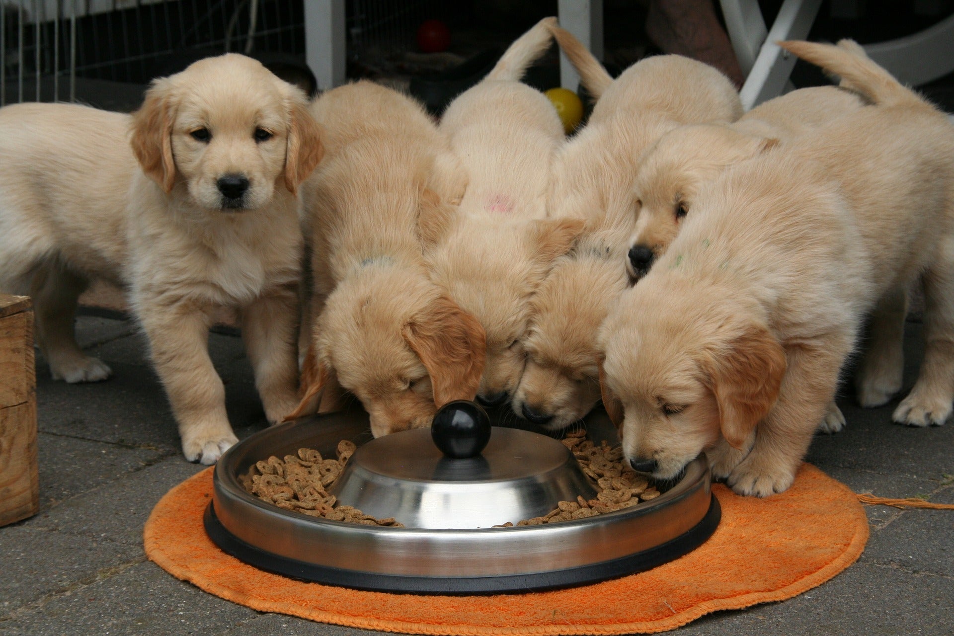 Best dog food outlet for golden retriever puppy